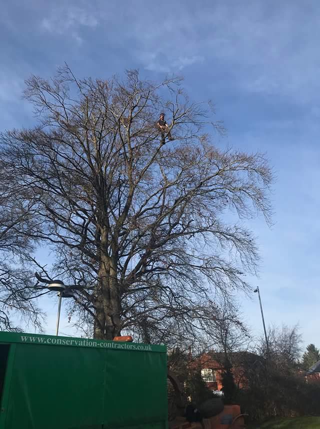 Reduction to TPO beech in Swindon today at Sandalwood Court improved