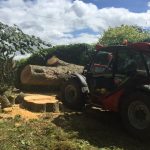 Felled Lime tree