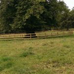 Post and rail fence around a tree