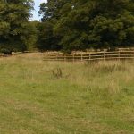 TPO trees including some wonderful old limes and beech trees protected with post and rail fencing