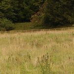 TPO trees safeguarded with 4000m post and rail fencing