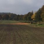 Removal of 30 cherry trees, Marlborough