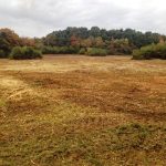 Scrub Clearance and vegetation management