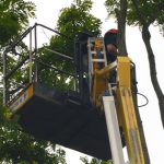 Up with our Cherry Picker, Dismantle acacia trees in Devizes