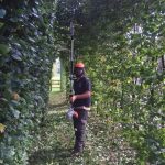 Beech hedge trimming