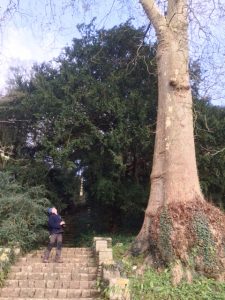 Removal of Redwood at Iford Manor