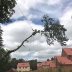 Dismantling trees Tidworth