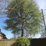 Dismantle Poplar Tree in Urchfont