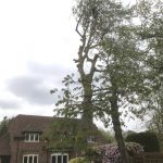 Dismantle Poplar Tree in Urchfont