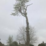 Dismantle Poplar Tree in Urchfont