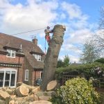 Dismantle large Poplar tree Urchfont