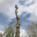 Dismantle Poplar Tree in Urchfont