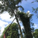 Dismantling trees in Tidworth