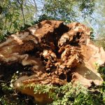 Looking at the bottom of a felled Lombardy Poplar