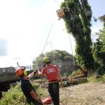 Dismantling Lombardy Poplars in Salisbury