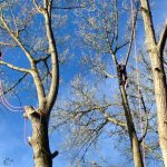 Dismantling trees at The Hall Estate in Bradford on Avon