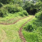 Hedgehog habitat Cirencester 16 June 2017