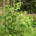 Japanese Knotweed - a very unwelcome visitor