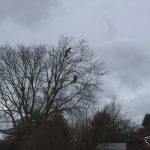 Tree Reduction in Chapmanslade