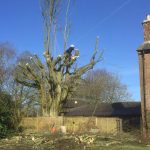 Pollarding a hornbeam in Burbage