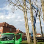 Dismantling 9x30m Poplar Trees in Devizes