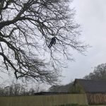 Reduction of Oak Trees in Ludwell, near Shaftesbury