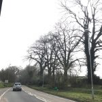 Reduction of Oak Trees in Ludwell, near Shaftesbury