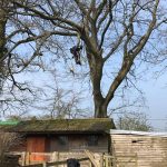 Reduction of Oak Trees in Ludwell, near Shaftesbury