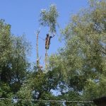 Reduction of overhanging willow on Crown Estate Aug 16.