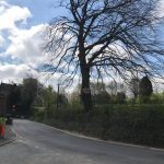 Beech tree limb removal in Lavington