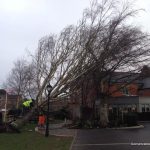 wind-blown silver birch tree Edington