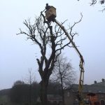 dismantle dead ash tree in Rockely