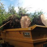 Lightning damaged oak tree dismantled by Conservation Contractors