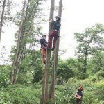 climbing a tree in preparation for making safe