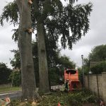 Making a failing Beech Tree safe