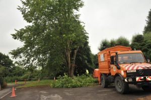 Diseased 50 ft lime tree