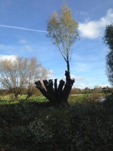 Pollarding willows at Durrigton