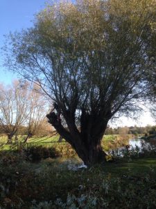 Trevor has been pollarding willows at Durrington for Wiltshire Wildlife Trust so they can use the branches and timber to reinforce the river banks