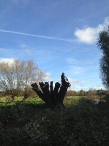 Trevor has been pollarding willows at Durrington for Wiltshire Wildlife Trust so they can use the branches and timber to reinforce the river banks