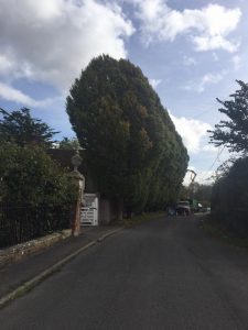 Reduction of hornbeam 'after' shot