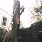 Removal two large trees Easterton Sands Devizes 4 Oct 201