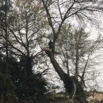 Removing overhanging branches