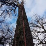 Dismantling a cedar tree at the Mendip Council's offices in Shepton Mallet