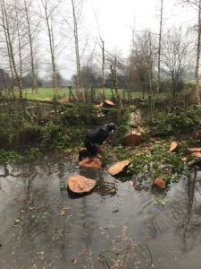 Reduction of willows in Cirencester