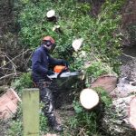 Reduction of willows in Cirencester