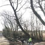 Reduction of roadside willows in Marston Meysey