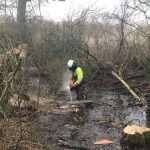 Reduction of roadside willows in Marston Meysey