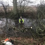 Reduction of roadside willows in Marston Meysey