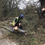 Reduction of roadside willows in Marston Meysey