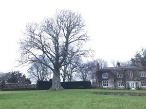 Dismantle Copper Beech Tree following Picus Test